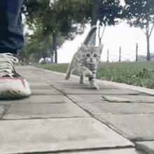 Kitten Jogging GIF - Kitten Jogging GIFs