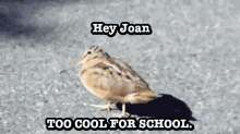 Woodstock GIF - Woodstock Bird Hey Joan GIFs