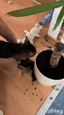Transferring Soil Viralhog GIF - Transferring Soil Viralhog Clean Up GIFs