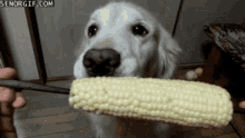 Kc9 Dog GIF - Kc9 Dog Corn GIFs