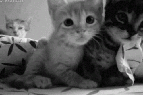 Kitten GIF.
