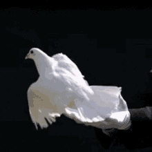 Dove Bird GIF - Dove Bird Magic GIFs
