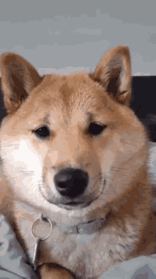 Sukie Shiba GIF - Sukie Shiba Dog GIFs