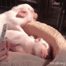 pedicure viralhog relaxing piglet foot care
