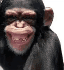 Monkey Happy GIF - Monkey Happy Laughing GIFs