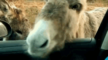 mule donkey itchy face