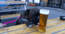 Boxer Dog GIF - Boxer Dog Beer GIFs