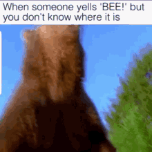 lol bees