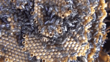 Hive National Honey Bee Day GIF - Hive National Honey Bee Day See The Unique Spiral Hives GIFs