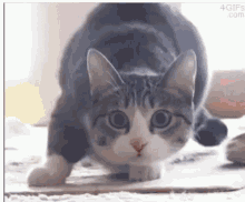 Shaq Wiggle GIF - Shaq Wiggle Cat GIFs