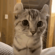 Devil Or Your Angel Cat GIF - Devil Or Your Angel Cat GIFs