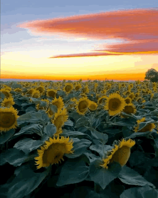 Sunflowers Earth GIF - Sunflowers Flowers Earth - Discover & Share GIFs