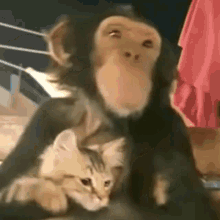 Monkey Cat GIF - Monkey Cat Cat Monkey GIFs