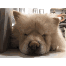 Chow Chow Dog GIF - Chow Chow Dog Puppy GIFs