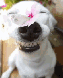 Happy Pup GIF - Cute Dogs Smiling Dogs GIFs