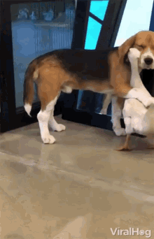Adorable Dogs Beagle GIF - Adorable Dogs Beagle Cute GIFs