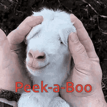 Peek Boo GIF - Peek Boo Peek A Boo GIFs