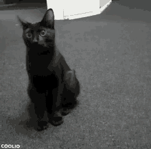 kitten cat