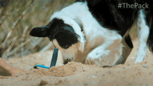 Digging Ace GIF - Digging Ace The Pack GIFs