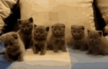 スコティッシュフォールド 猫　にゃんちゃん GIF - Scottish Fold Cat Meow GIFs