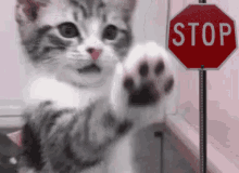 stop funny animal cat kitten cute