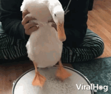 Drumming Duck GIF - Drumming Duck Drum GIFs