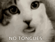 Kitty Tongue GIF - Kitty Tongue Cat GIFs