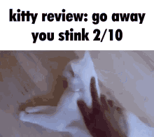 Cat Review GIF - Cat Review Eating GIFs