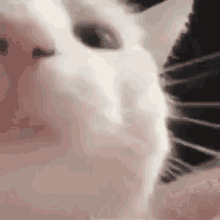Vibing Cat Cat Nodding GIF - Vibing Cat Cat Nodding Cat GIFs