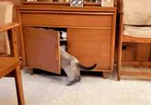 Cat Looking GIF - Cat Looking In GIFs