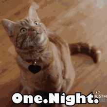 onenight brandonrouth ninelivesofchristmas hallmark cat onenight brandonrouth ninelivesofchristmas hallmark cat
