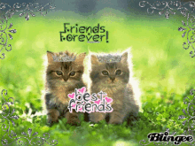 Best Friends Cat GIF - Best Friends Cat Friends Forever GIFs