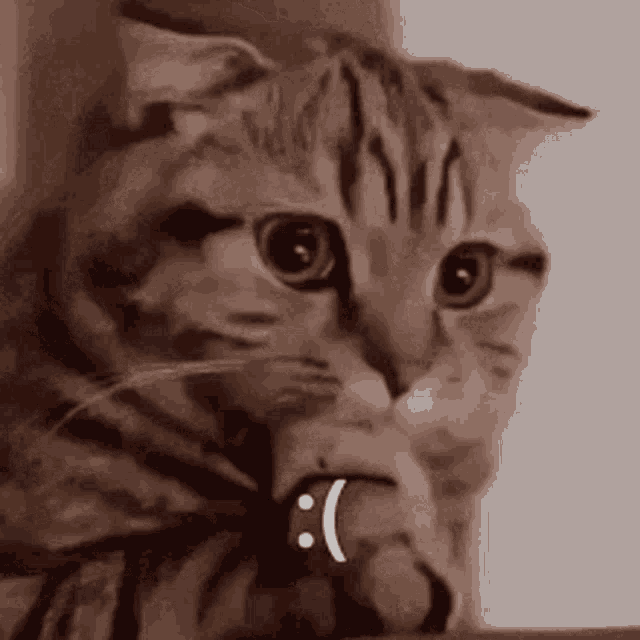 Worried Cat GIFs | Tenor