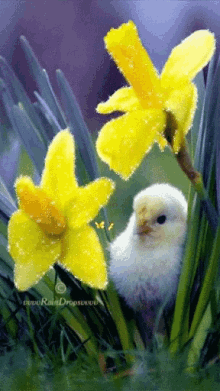 bird yellow flower