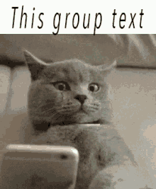 Group Text Reactions GIF - Group Text Reactions Cats GIFs