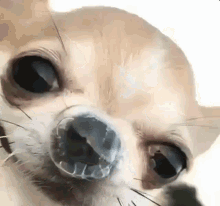 Chihuahua Bugger GIF - Chihuahua Bugger Snot GIFs