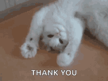 cat thank