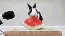 Lievre Rabbit GIF - Lievre Rabbit Watermelon GIFs