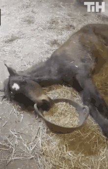 Horse Laying Down GIF - Horse Laying Down Tired GIFs