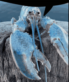 the zombie appears blue lobster
