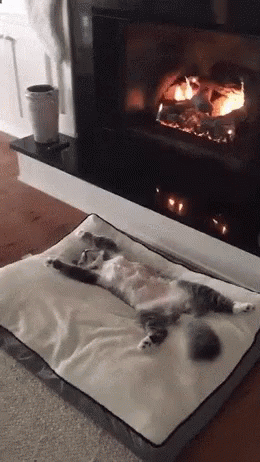 Cat Heat GIF - Cat Heat GIFs