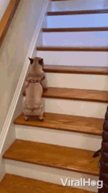 dog viralhog hop climb stairs