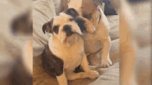These Bitches Ain'T Loyal GIF - Dog Kisses Denied GIFs