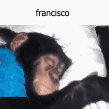Francisco Acorda Monkey GIF - Francisco Acorda Francisco Monkey GIFs