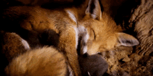 rest sleep fox sleeping resting rest sleep fox sleeping resting