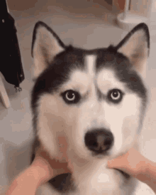 Cute Dog Husky GIF - Cute Dog Dog Husky GIFs