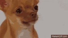 Sad Dog GIF - Sad Dog Chihuahua GIFs