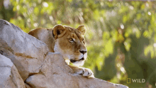 Roar National Geographic GIF - Roar National Geographic Secrets Of The Zoo Down GIFs