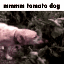 Tomato Dog GIF - Tomato Dog Meme GIFs