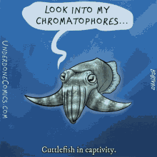 chromatophores cuttlefish in captivity